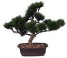 PLANTA BONSAI DECO 30 CM RON592-143093